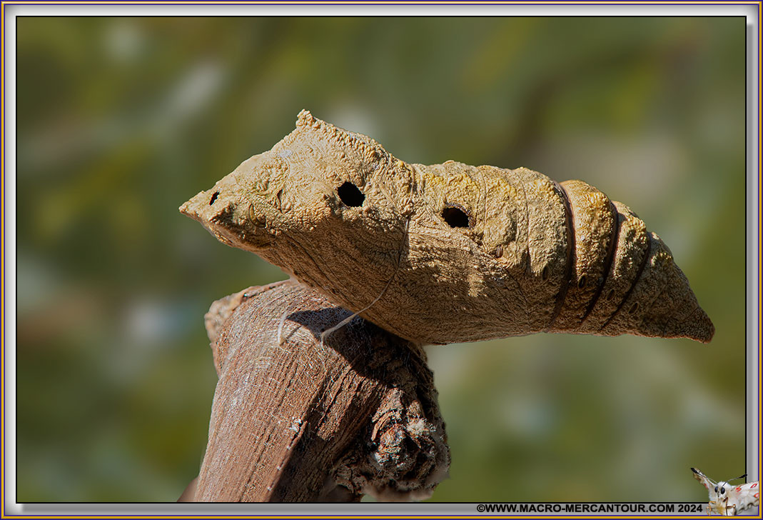 Chrysalide parasitée par une guêpe